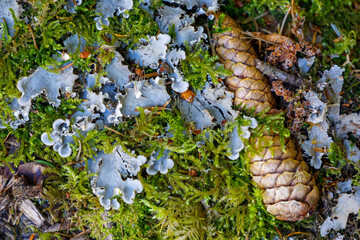 Pomme de pin et lychen