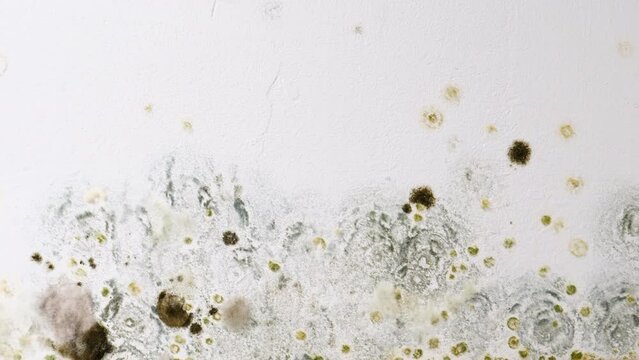 Mould and fungus growth on wall surface. Problem of ventilation and dampness in home interior.
