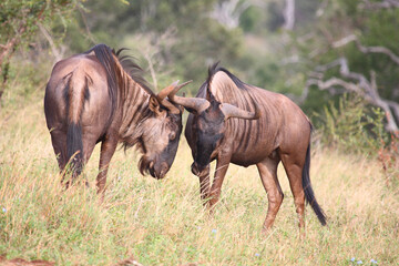 Streifengnu / Blue wildebeest / Connochaetes taurinus.
