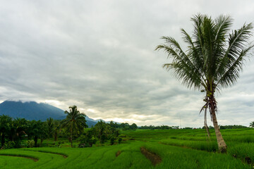 Fototapeta na wymiar Mountain view in green rice fields and coconut trees in the morning