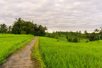 view of the road in the green rice fields in the morning