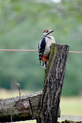 Dzięcioł duży Dendrocopos major ptak pstry bird Picidae woodpecker Picum pivert - obrazy, fototapety, plakaty