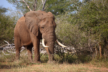 Fototapeta premium Afrikanischer Elefant / African elephant / Loxodonta africana