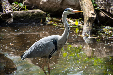 Fischreiher an der Fulda, Hessen, Deutschland