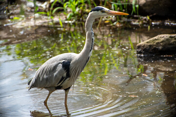 Fischreiher an der Fulda, Hessen, Deutschland