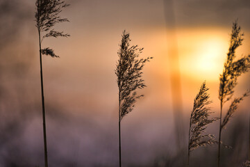 Reed in pink red orange sunlight. Romantic sunset. Dreamy and calm mood in nature
