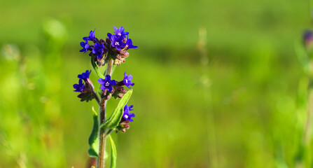 The flower used in medicine is Lungwort. Warm landscape with beautiful purple flowers in the sunlight. Bright colours. Folk medicine.
