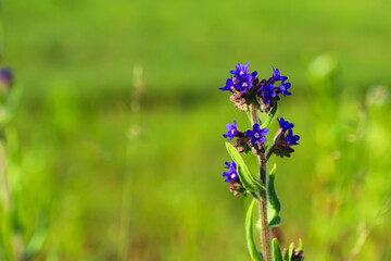 The flower used in medicine is Lungwort. Warm landscape with beautiful purple flowers in the sunlight. Bright colours. Folk medicine.