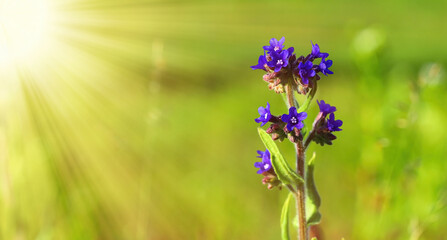 The flower used in medicine is Lungwort. Warm landscape with beautiful purple flowers in the sunlight. Bright colours. Folk medicine.
