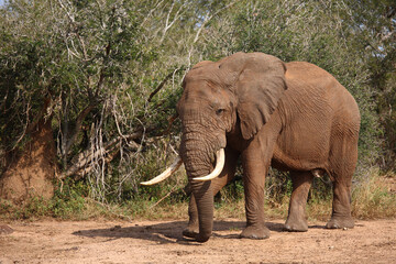 Afrikanischer Elefant / African elephant / Loxodonta africana