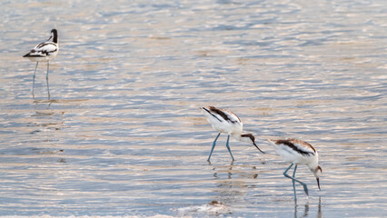 Three water birds pied avocet, Recurvirostra avosetta, feeding in the lake. The pied avocet is a large black and white wader with long, upturned beak