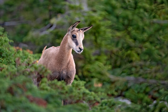 Chamois (Rupicapra rupicapra) portrait, chevreau en &eacute;t&eacute;. Alpes. France 