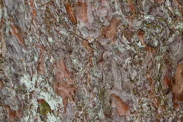Close up view at the tree bark. Natural texture.