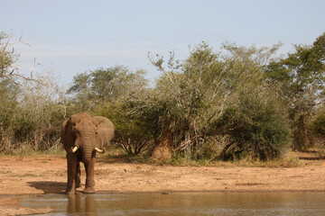 Obraz premium Afrikanischer Elefant / African elephant / Loxodonta africana