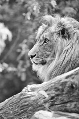 Lion in black and white with beautiful mane lying on a rock. Relaxed predator.