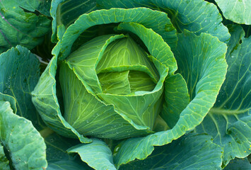 There is a green head of cabbage with raindrops.