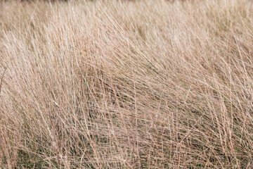 long grass