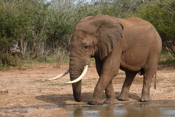 Obraz premium Afrikanischer Elefant / African elephant / Loxodonta africana
