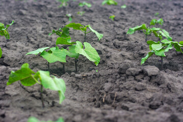 Bean plants grow in the kitchen garden.