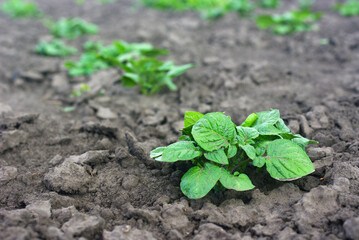 Watermelon sprout grows in the home garden.