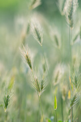 Closeup of ears of wild cereal crops at daylight sway in wind, selective soft focus. Summer landscape, blurred background. Sunlit decorative green grass. Low DOF