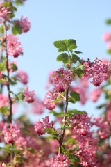 Pink / purple flowers in summer