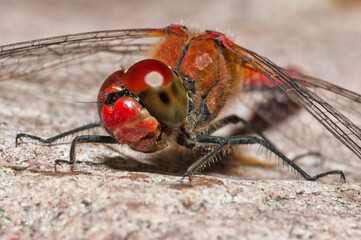 close up of a dragonfly