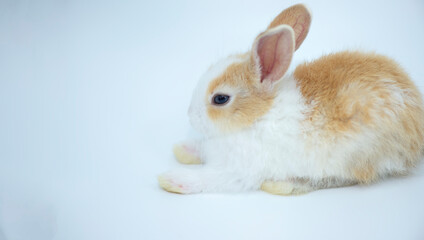 Bunny rabbit sitting on white background,isolated