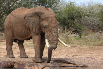 Obraz premium Afrikanischer Elefant / African elephant / Loxodonta africana