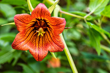 Los tilos de Moya, the last Laurisilva forest of Gran Canaria, located at the Rural Park of...