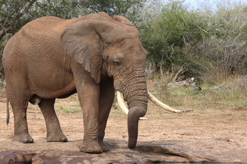 Afrikanischer Elefant / African elephant / Loxodonta africana