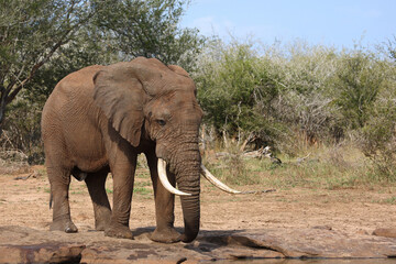 Fototapeta premium Afrikanischer Elefant / African elephant / Loxodonta africana