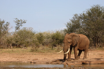 Obraz premium Afrikanischer Elefant / African elephant / Loxodonta africana