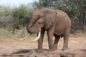 Afrikanischer Elefant / African elephant / Loxodonta africana
