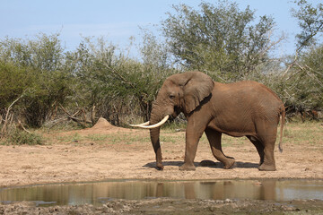 Afrikanischer Elefant / African elephant / Loxodonta africana