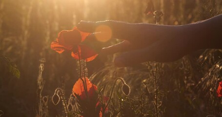 Red poppy flowers grow on the field at sunset. The hand touches the flower. Lest we forget, International symbol of peace, Memorial Day, we will remember and honor