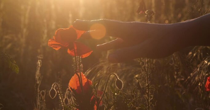 Red poppy flowers grow on the field at sunset. The hand touches the flower. Lest we forget, International symbol of peace, Memorial Day, we will remember and honor