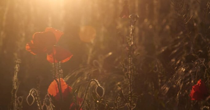 Red poppy flowers grow on the field at sunset. Tracking shot,   Beautiful floral background.  Lest we forget, International symbol of peace, Memorial Day, we will remember and honor