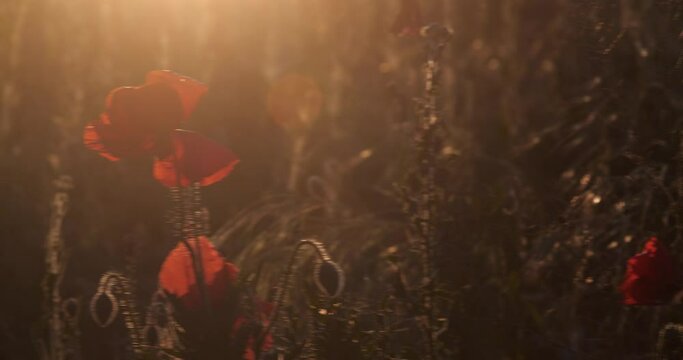 Red poppy flowers grow on the field at sunset. Tracking shot,   Beautiful floral background.  Lest we forget, International symbol of peace, Memorial Day, we will remember and honor