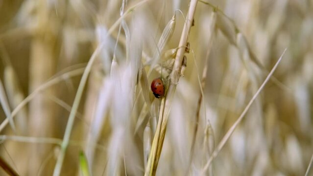 Oats field. Ears of golden oats close up.A ladybug walking on the ears of oat.Rural Scenery under Shining Sunlight. Background of ripening ears of oat field. Rich harvest Concept.
