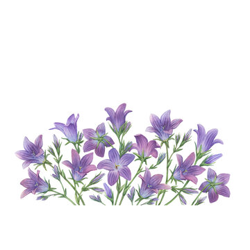 Postcard, template with blue spreading bellflower flowers (Campanula patula, little bell, bluebell, rapunzel, harebell). Watercolor hand painting illustration on isolate white background.