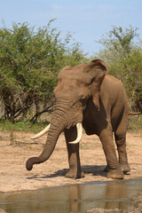 Afrikanischer Elefant / African elephant / Loxodonta africana