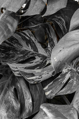 Green leaves of Swiss Cheese plant closeup. Houseplants in a modern interior. Blur and selective focus.