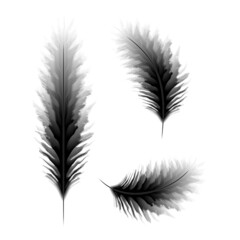 Editable vector clipart of birds feathers. EPS10