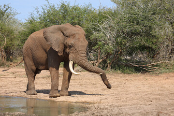 Afrikanischer Elefant / African elephant / Loxodonta africana