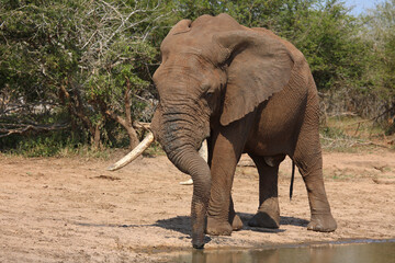 Fototapeta premium Afrikanischer Elefant / African elephant / Loxodonta africana