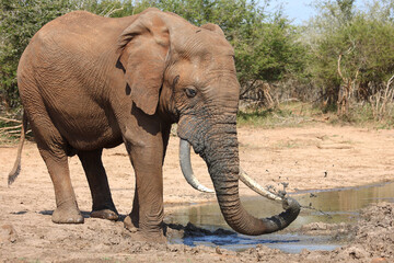 Afrikanischer Elefant / African elephant / Loxodonta africana