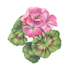 Pink flower of garden plant geranium (also known as storksbill, cranesbill). Watercolor hand drawn painting illustration isolated on a white background. - 510545241