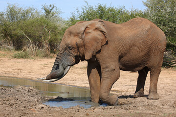 Fototapeta premium Afrikanischer Elefant / African elephant / Loxodonta africana
