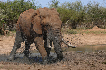 Afrikanischer Elefant / African elephant / Loxodonta africana